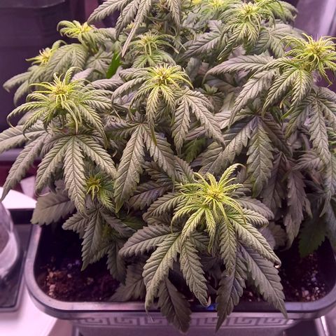 Green Gelato growlog timeline photo