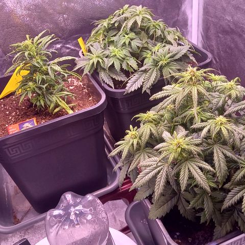Green Gelato growlog timeline photo