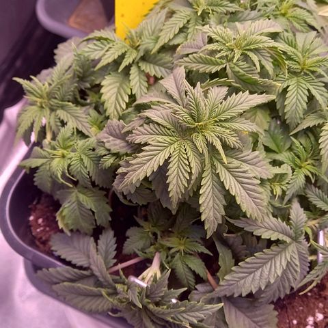 Critical growlog timeline photo