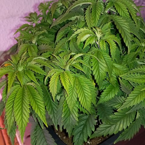 Critical growlog timeline photo