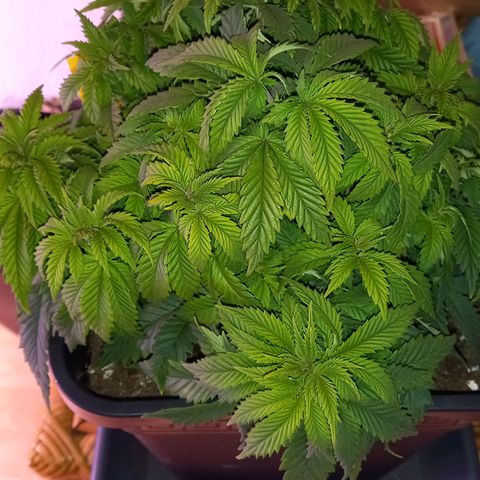 Critical growlog timeline photo