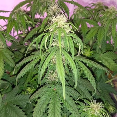 Green Gelato growlog timeline photo