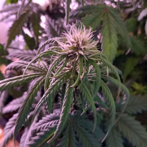 Green Gelato growlog timeline photo