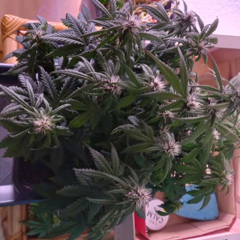 Green Gelato growlog timeline photo