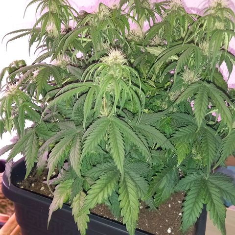 Green Gelato growlog timeline photo
