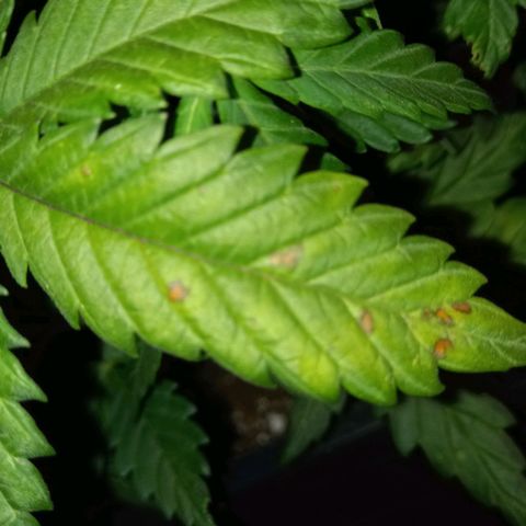 Green Gelato growlog timeline photo