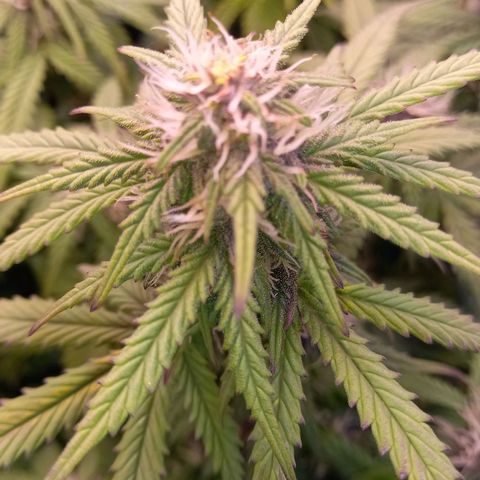 Green Gelato growlog timeline photo