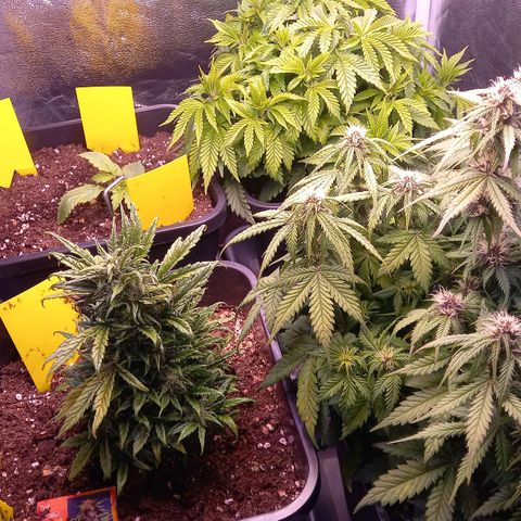 Green Gelato growlog timeline photo