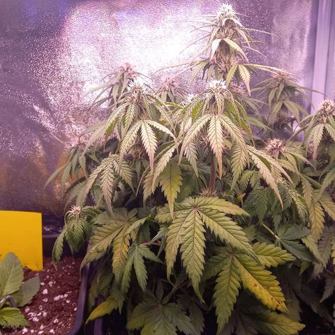 Green Gelato growlog timeline photo