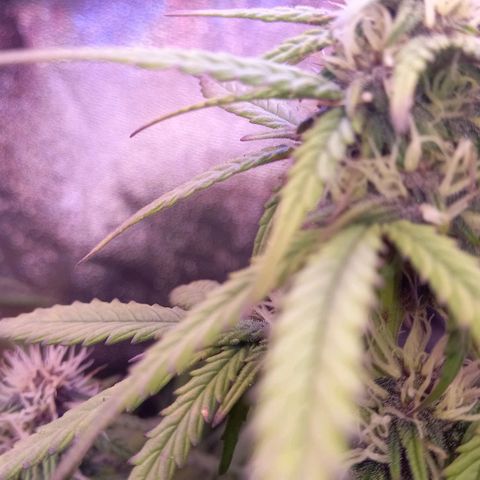 Green Gelato growlog timeline photo