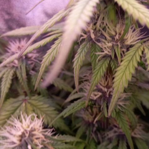 Green Gelato growlog timeline photo