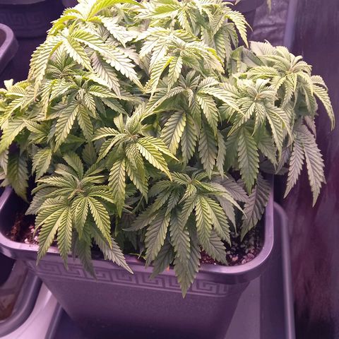 Critical growlog timeline photo