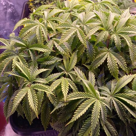 Critical growlog timeline photo