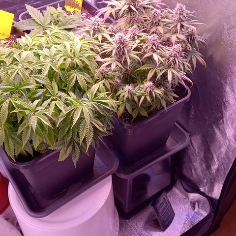 Critical growlog timeline photo
