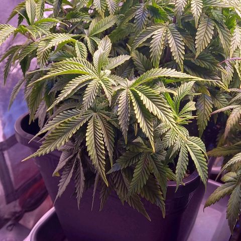 Critical growlog timeline photo