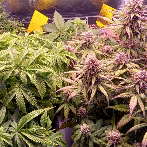 Green Gelato growlog timeline photo