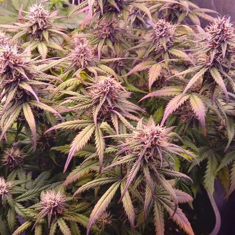 Green Gelato growlog timeline photo