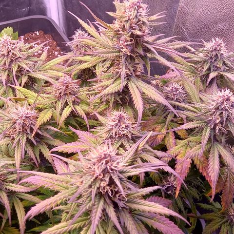 Green Gelato growlog timeline photo