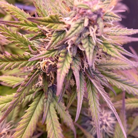 Green Gelato growlog timeline photo