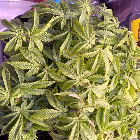 Critical growlog timeline photo