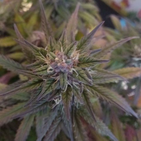 Green Gelato growlog timeline photo