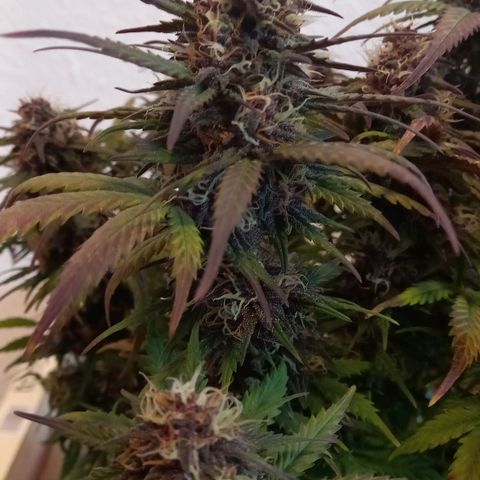 Green Gelato growlog timeline photo