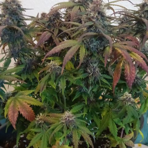Green Gelato growlog timeline photo