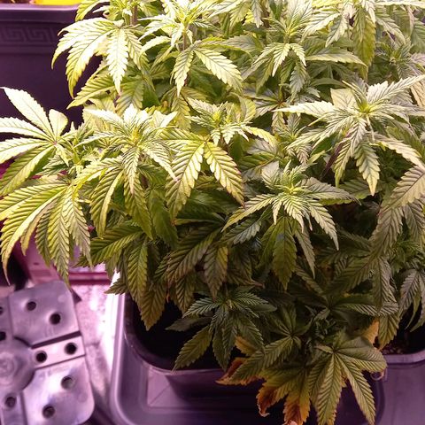 Critical growlog timeline photo