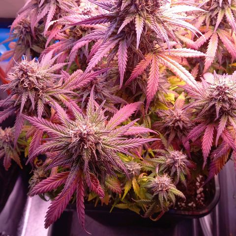 Green Gelato growlog timeline photo