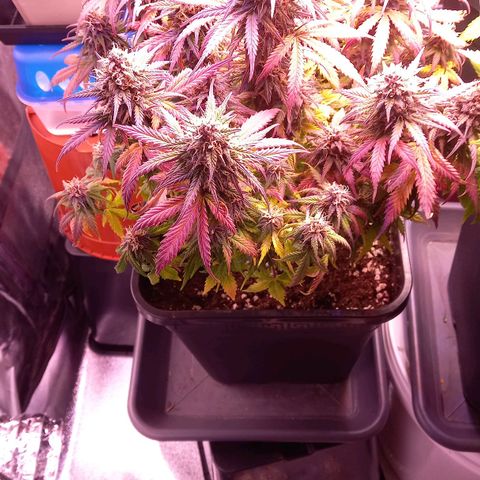 Green Gelato growlog timeline photo
