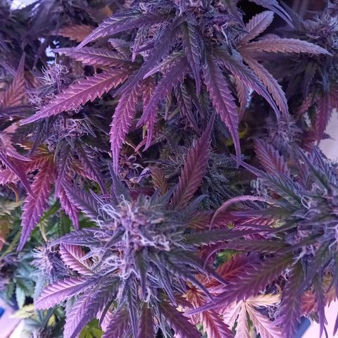 Green Gelato growlog timeline photo