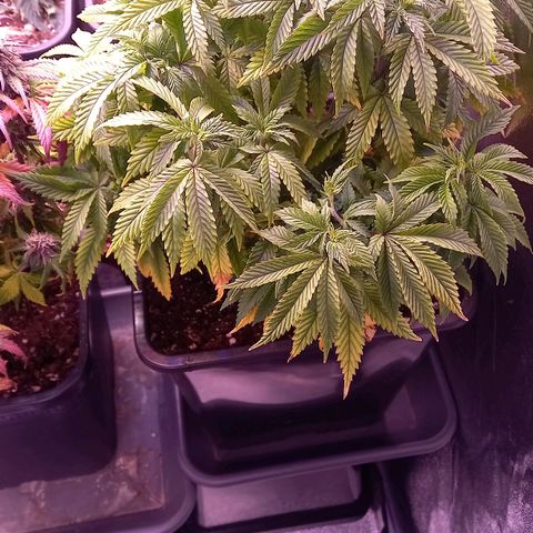 Critical growlog timeline photo
