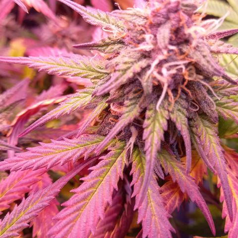 Green Gelato growlog timeline photo