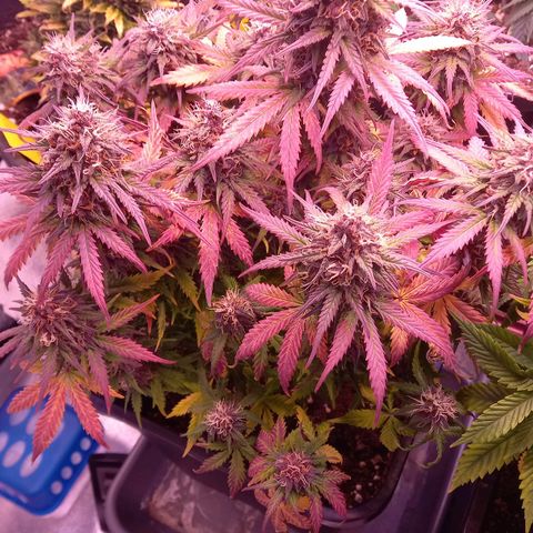 Green Gelato growlog timeline photo