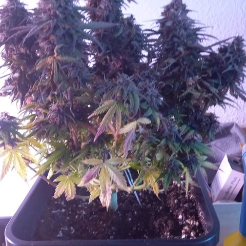 Green Gelato growlog timeline photo