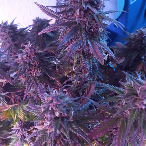 Green Gelato growlog timeline photo