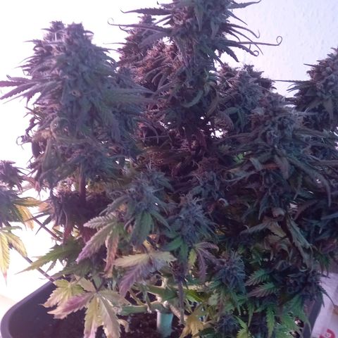 Green Gelato growlog timeline photo