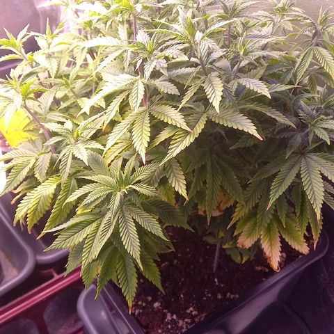 Critical growlog timeline photo