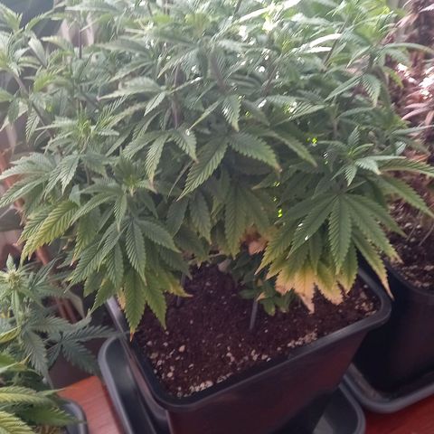 Critical growlog timeline photo