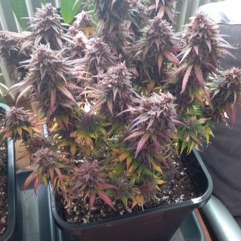 Green Gelato growlog timeline photo
