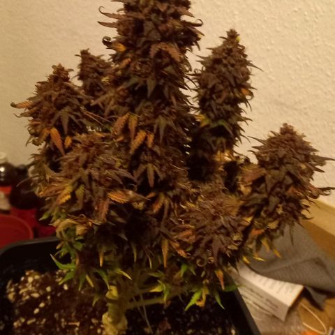 Green Gelato growlog timeline photo