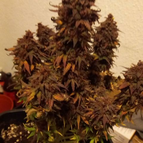 Green Gelato growlog timeline photo