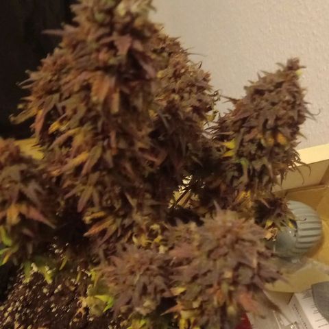 Green Gelato growlog timeline photo