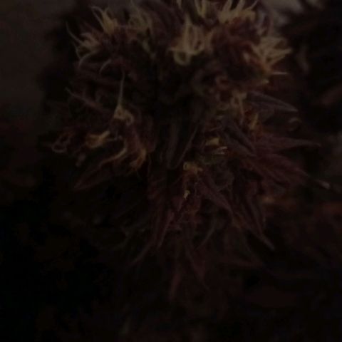 Green Gelato growlog timeline photo