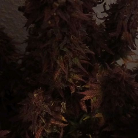 Green Gelato growlog timeline photo