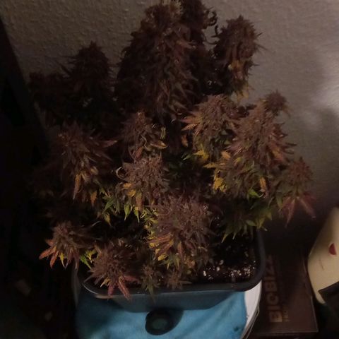 Green Gelato growlog timeline photo