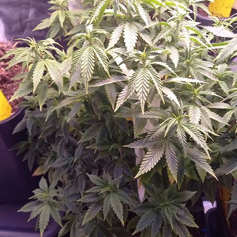 Critical growlog timeline photo