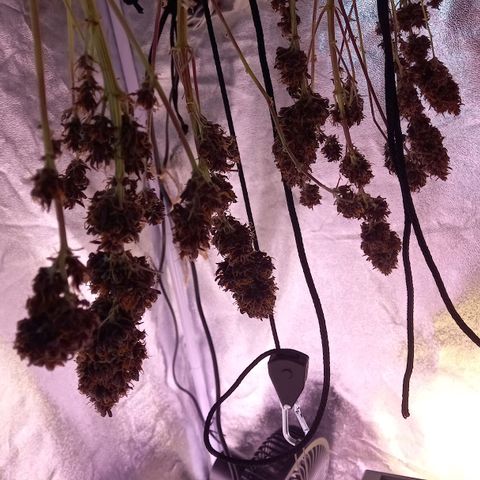 Green Gelato growlog timeline photo