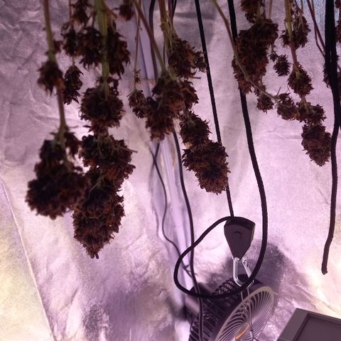Green Gelato growlog timeline photo