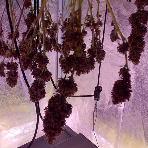 Green Gelato growlog timeline photo